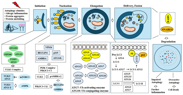 Crosstalk Between Allergic Inflammation and Autophagy.