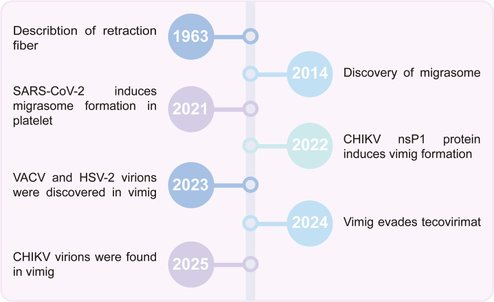 Vimig: The virus-induced migrasome as a novel mechanism for viral transmission and communication.