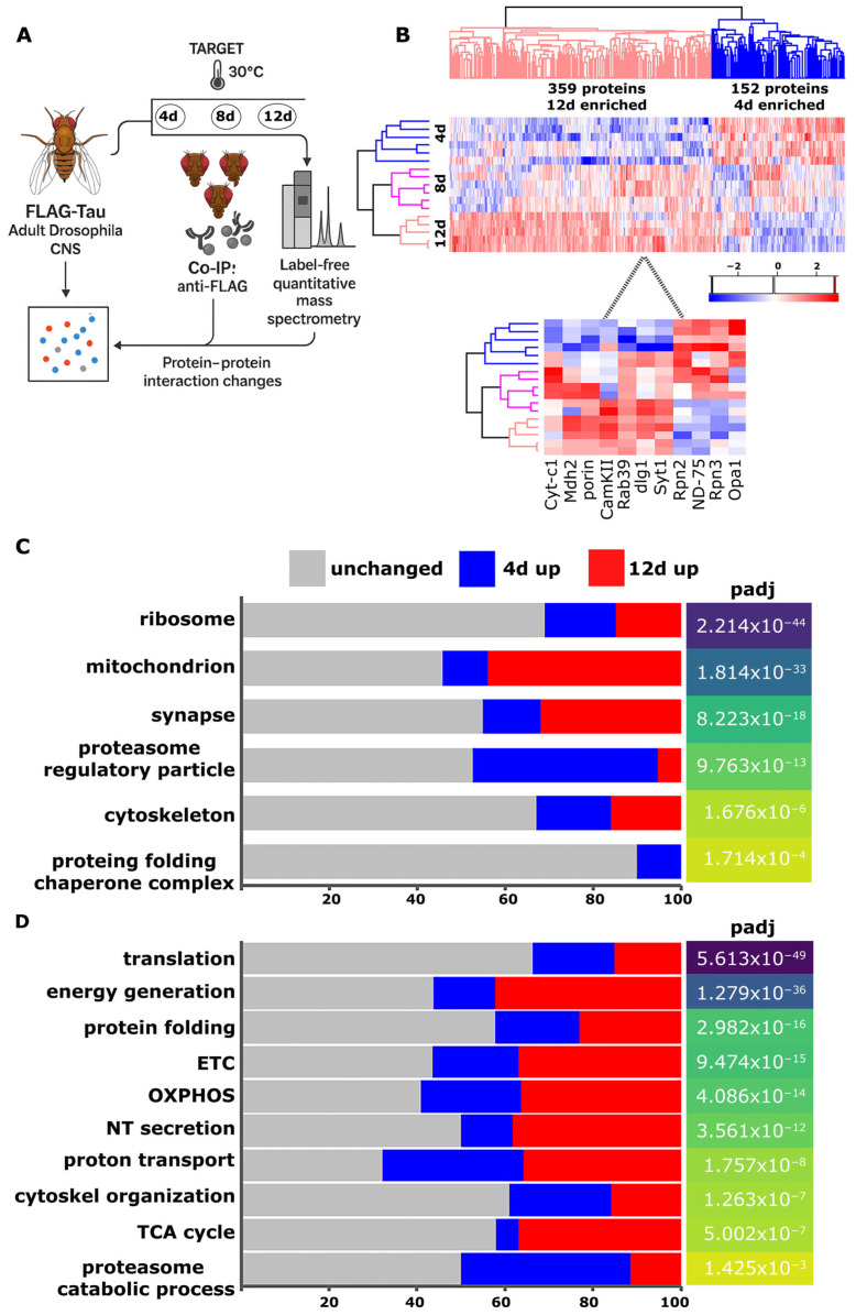 Temporal Interactome Mapping of Human Tau in Drosophila Reveals Progressive Mitochondrial Engagement and Porin/VDAC1-Dependent Modulation of Toxicity.