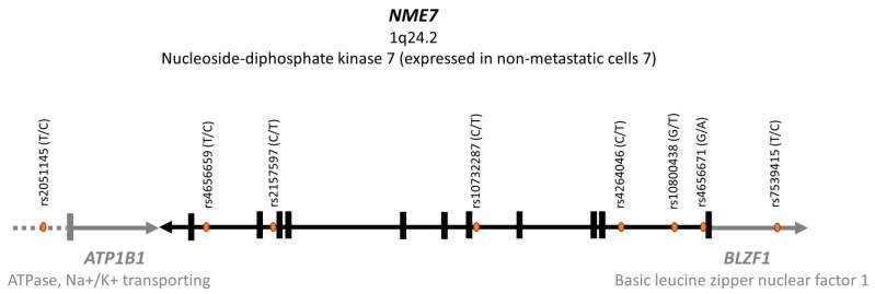 The <i>NME7</i> Gene Is Involved in the Kinetics of Glucose Processing.