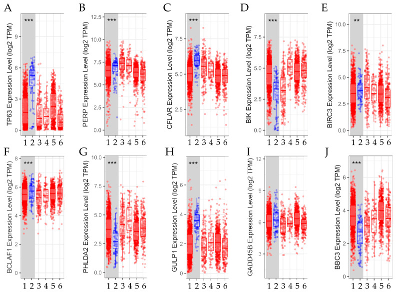 Genes Associated with Apoptosis in an Experimental Breast Cancer Model.