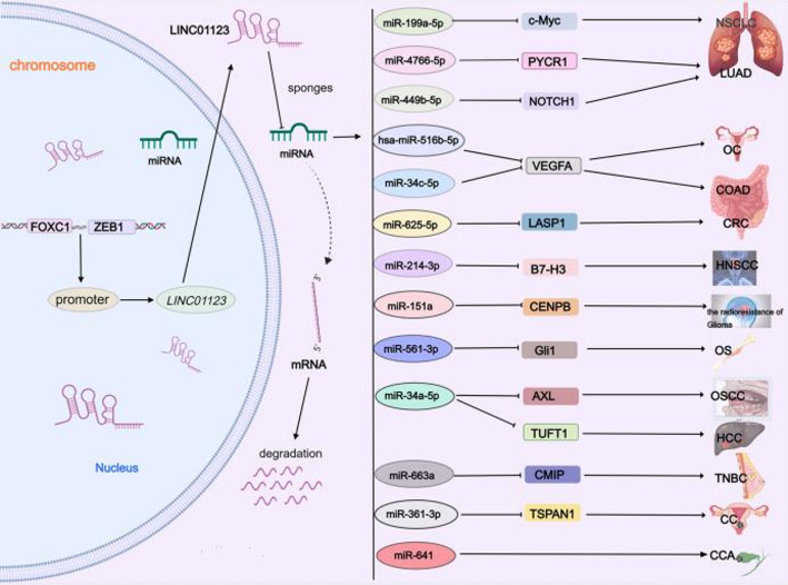 LINC01123: a pan-cancer "molecular commander" deciphering the CeRNA network atlas for precision diagnosis and therapy.