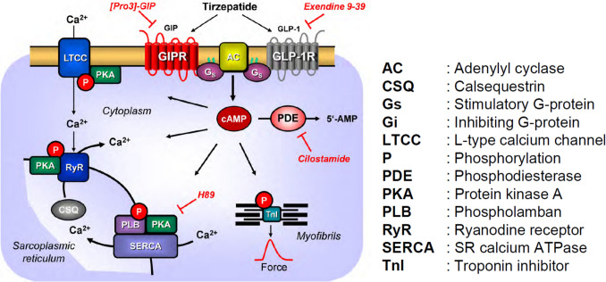 Tirzepatide increased force of contraction in the isolated human atrium.