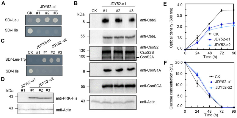 Engineering CO<sub>2</sub>-Fixing Carboxysome into <i>Saccharomyces cerevisiae</i> to Improve Ethanol Production.