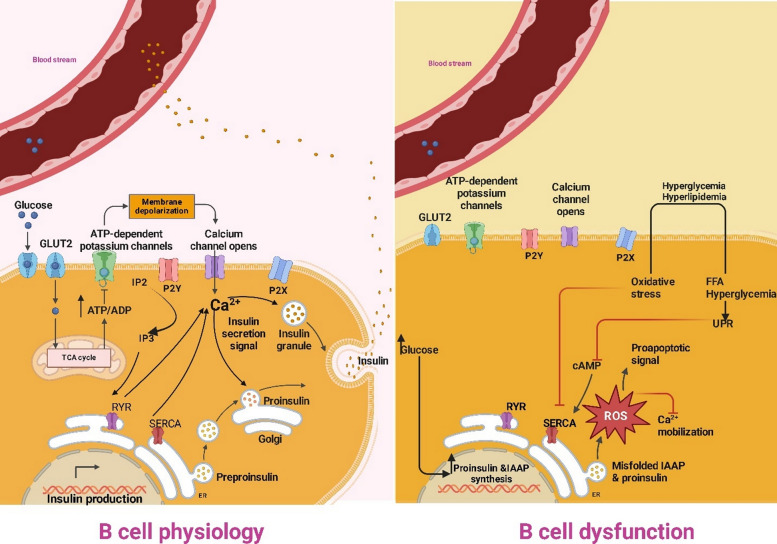 Crosstalk between ferroptosis and miRNA in type 2 diabetes mellitus and possible therapeutic targeting.