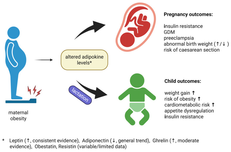 Impact of Maternal Overweight and Obesity on Adipokines During Pregnancy and Lactation.