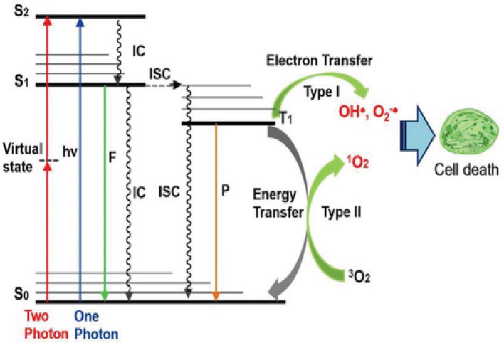 In vitro assessment of benzothiadiazole-based photoactive polymers against ovarian, prostate and bladder cancer cell lines for photodynamic therapy.