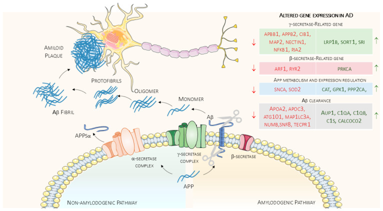 Gene-Exercise Interactions in Amyloid Metabolism and Clearance: Implications for Alzheimer's Disease.