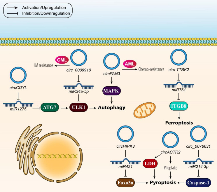 The multiplex crosstalk between non-coding RNAs, programmed cell death and related mechanisms: a dynamic duo in hematological malignancies.