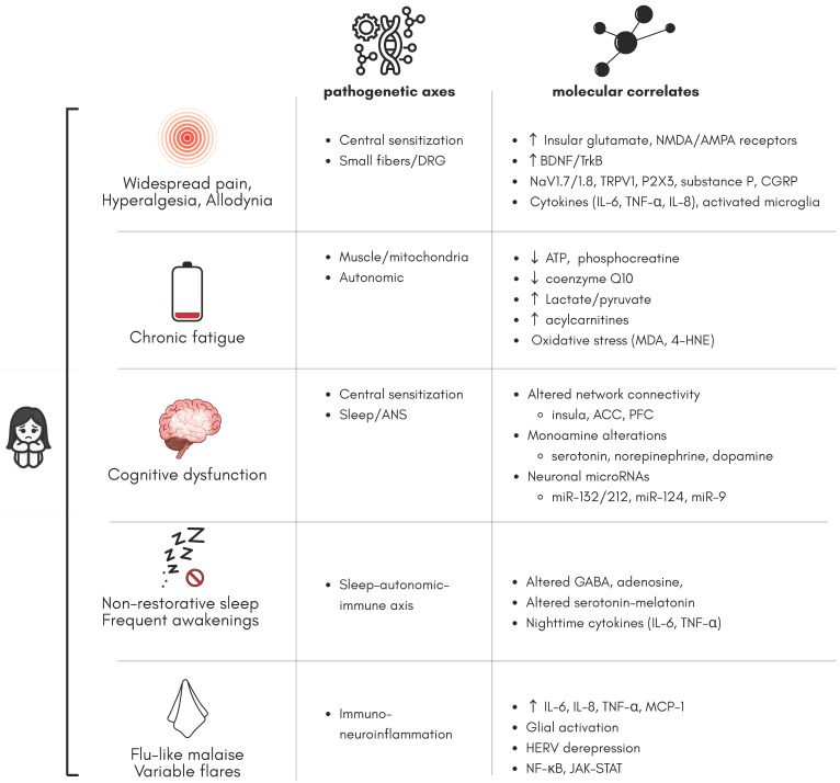 In Search of Molecular Correlates of Fibromyalgia: The Quest for Objective Diagnosis and Effective Treatments.