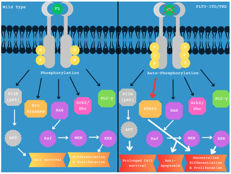 A Mutational Landscape in Acute Myeloid Leukemia: Overview and Prognostic Impacts.