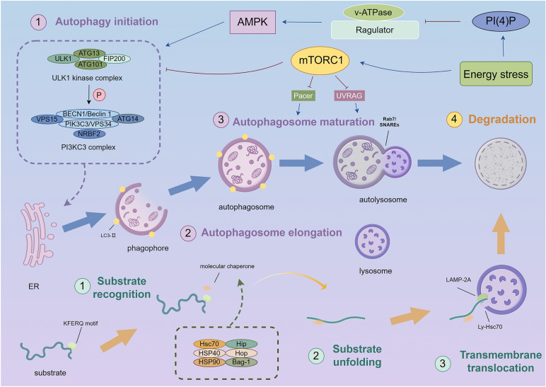 From "lysosomal addiction" to targeted therapies: exploiting novel windows in colorectal cancer.