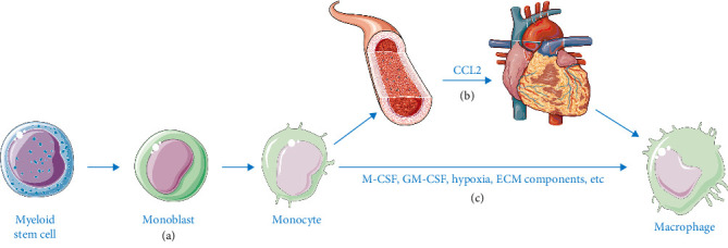 The Dual Role of Macrophages in MIRI and MI by Immunity and Inflammation: Damage, Repair, Crosstalk, and Therapy.