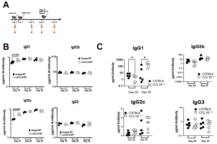 Signaling via C-C Chemokine Ligand 19 and Extracellular Regulated Kinase 5 in T Cells Limits the Humoral Adaptive Immune Response in Mice.