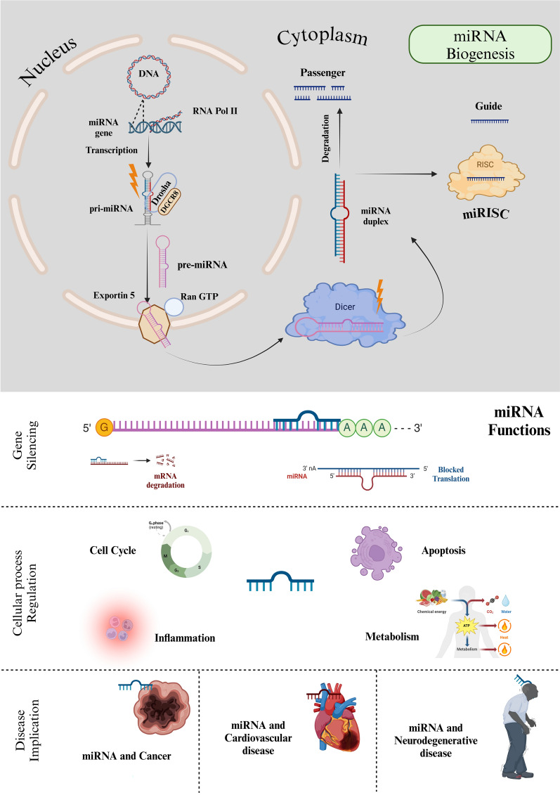 The crosstalk between MicroRNAs and sirtuins: a bit unexpected therapeutic target for cardiovascular diseases.