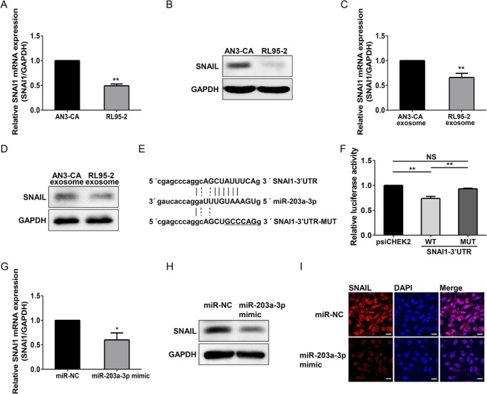 Exosomal miR-203a-3p Enhances Endometrial Receptivity by Upregulating E-Cadherin Expression Through the Direct Targeting of SNAI1 in Endometrial Epithelial Cells.