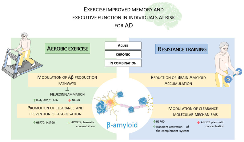 Gene-Exercise Interactions in Amyloid Metabolism and Clearance: Implications for Alzheimer's Disease.