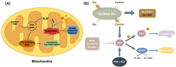 Emerging trends in cardiovascular diseases: the impact of ferroptosis and cuproptosis on cardiomyocyte death.