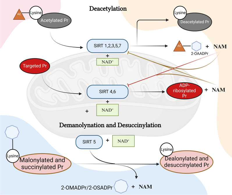 The crosstalk between MicroRNAs and sirtuins: a bit unexpected therapeutic target for cardiovascular diseases.