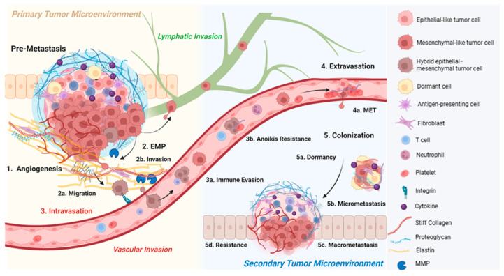 The Duality of Collagens in Metastases of Solid Tumors.
