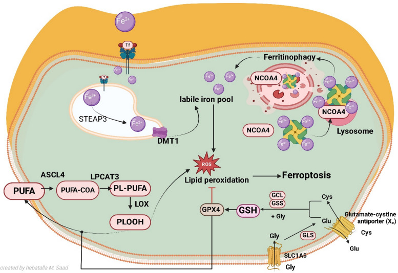 Crosstalk between ferroptosis and miRNA in type 2 diabetes mellitus and possible therapeutic targeting.