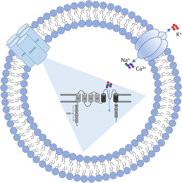 TRPM2: a pivotal player in tumor progression and a promising therapeutic target.