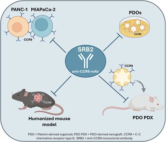 Therapeutic applications of a novel humanized monoclonal antibody targeting chemokine receptor CCR9 in pancreatic cancer.