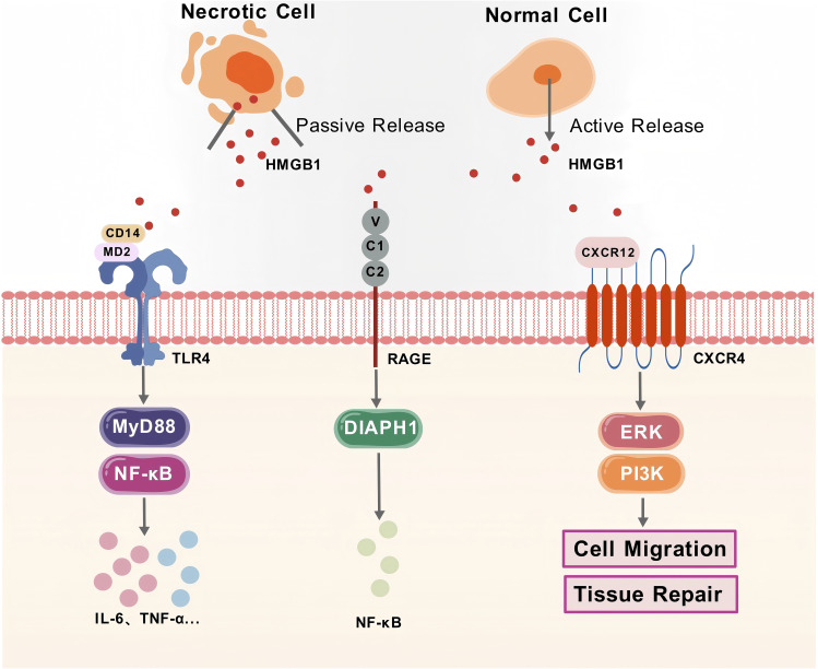 The Ambiguous Role of HMGB1 Across the Hallmarks of Aging: A Narrative Review.