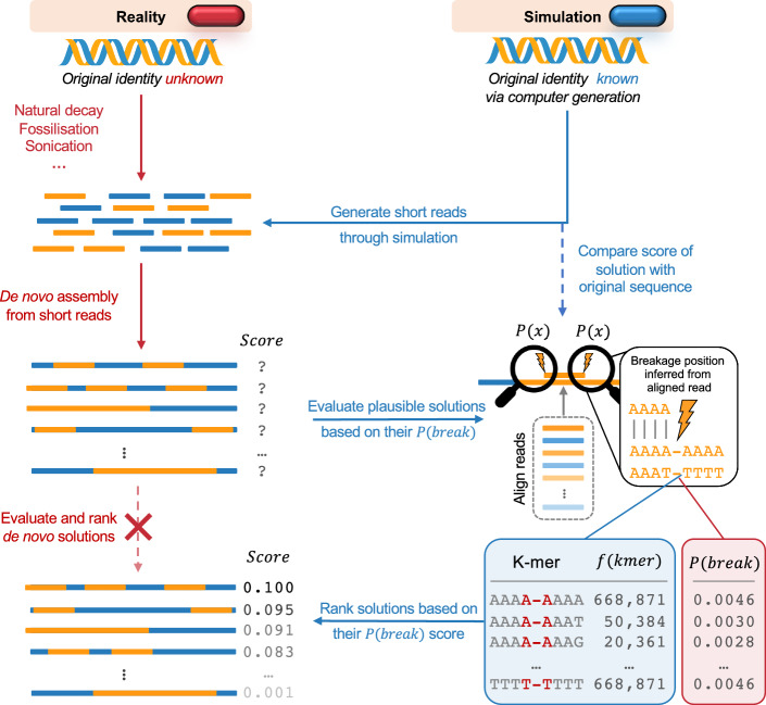 Prior knowledge on context-driven DNA fragmentation probabilities can improve de novo genome assembly algorithms.