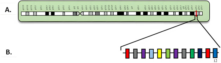A Mutational Landscape in Acute Myeloid Leukemia: Overview and Prognostic Impacts.