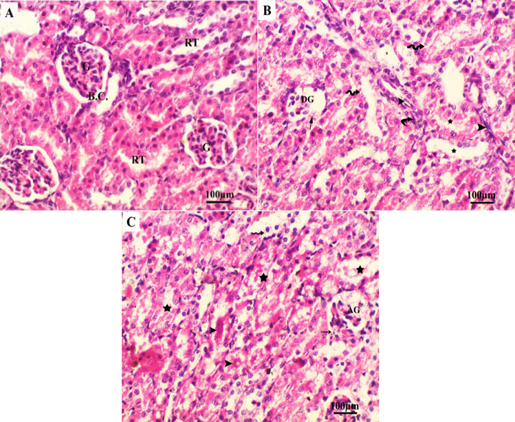 Linezolid administration to lactating Wistar rats affects the health of their offspring.