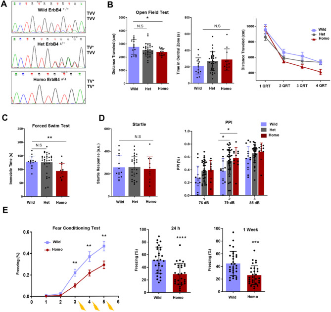 Exploration of schizophrenia-related behavioral and molecular abnormalities in a mutant mouse model with a mutation in the TVV motif of the ErbB4 gene.