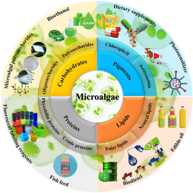 The versatility of algae in addressing the global sustainability challenges.