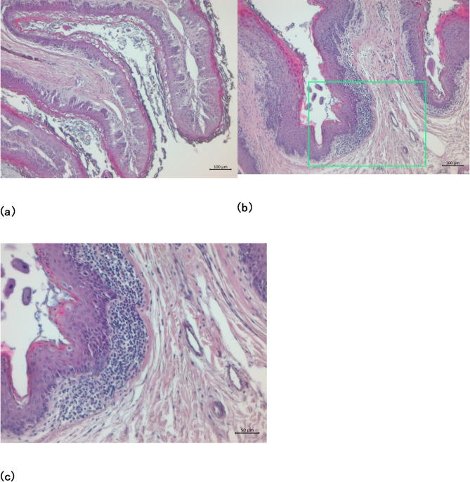 Chicory modulates the rumen environment in lambs with endoparasites.