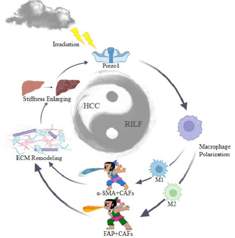 Piezo1: the Potential Novel Target for Radiation-induced Liver Fibrosis by Regulating FAP + fibroblasts.