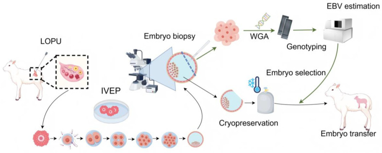 The Establishment of a Sheep Embryo Genomic Selection System.