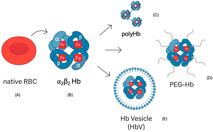 Hemoglobin-Based Oxygen Carriers: Selected Advances and Challenges in the Design of Safe Oxygen Therapeutics (A Focused Review).