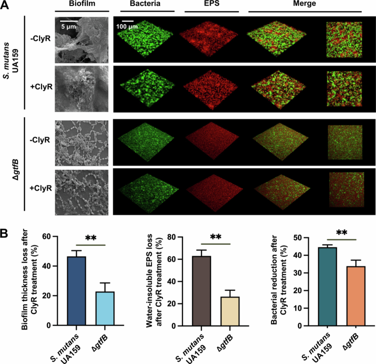<b>Water-insoluble exopolysaccharide synthesized by glucosyltransferases mediates the antibacterial activity of ClyR against</b> <i><b>Streptococcus mutans</b></i>.