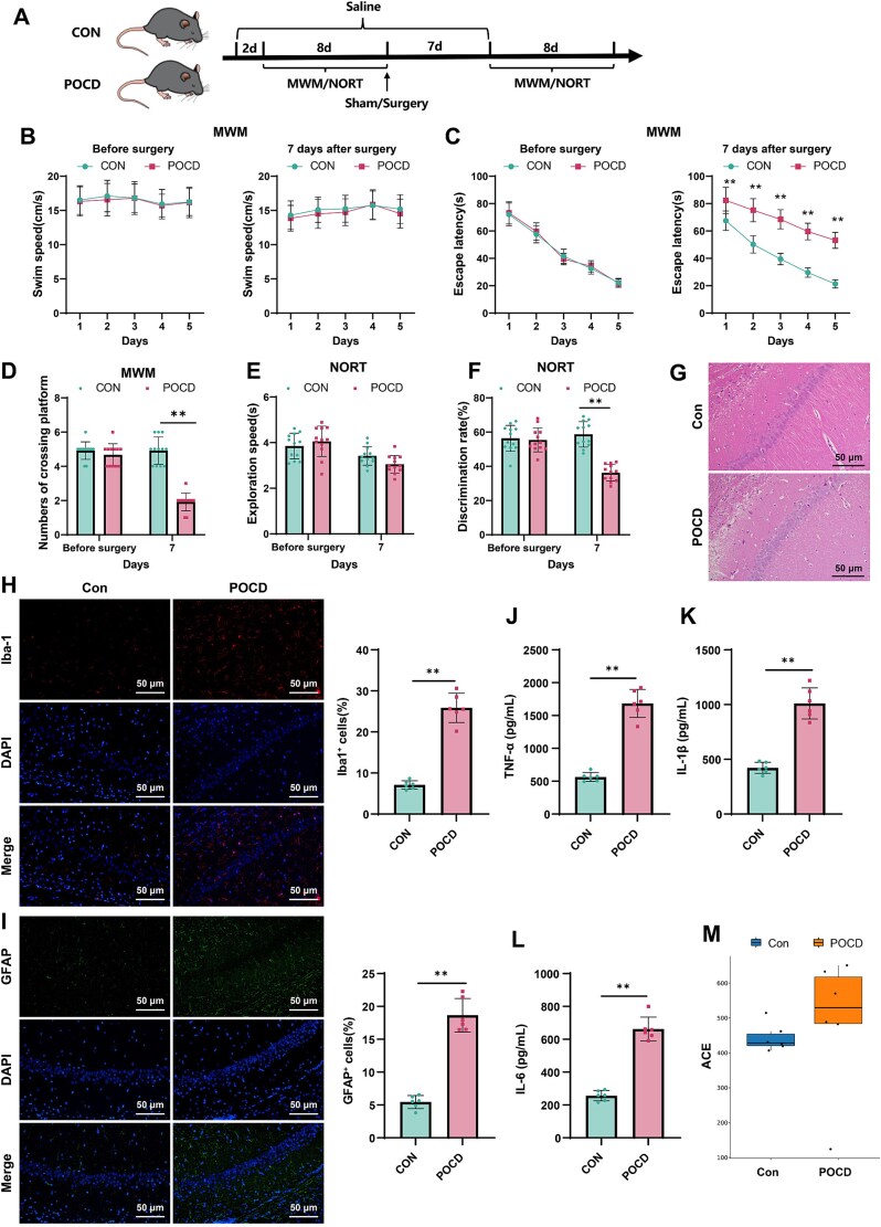 Mechanism of the AMPK/SIRT1 pathway in gut dysbiosis-mediated postoperative cognitive dysfunction in aged mice.