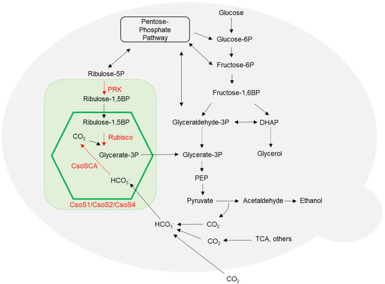 Engineering CO<sub>2</sub>-Fixing Carboxysome into <i>Saccharomyces cerevisiae</i> to Improve Ethanol Production.