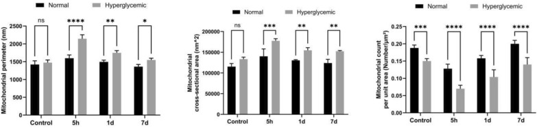 Effects of different reperfusion durations on neuronal mitochondrial ultrastructure following cerebral ischemia in diabetic rats: a transmission electron microscopy study.