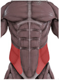 Mechanism design and human-machine coupling analysis for a lumbar rehabilitation robot.