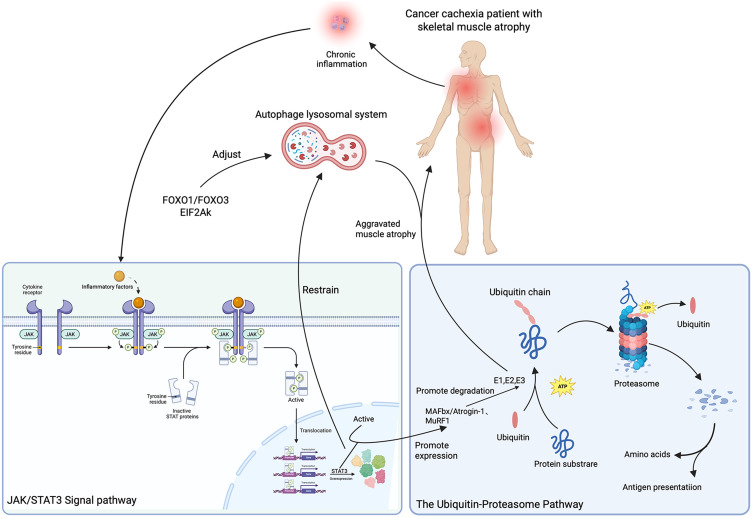 Advancing the Understanding and Treatment of Cancer Cachexia: Mechanisms, Therapeutic Approaches, and Future Opportunities.