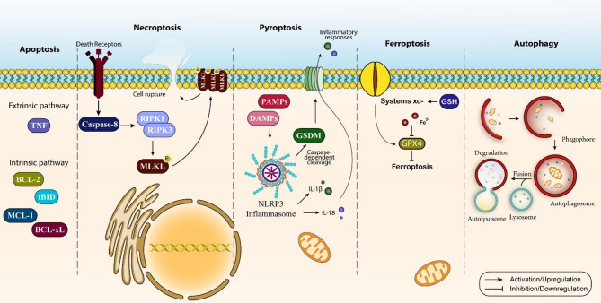 The multiplex crosstalk between non-coding RNAs, programmed cell death and related mechanisms: a dynamic duo in hematological malignancies.