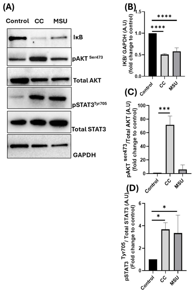 Atherosclerotic Plaque Crystals Induce Endothelial Dysfunction.