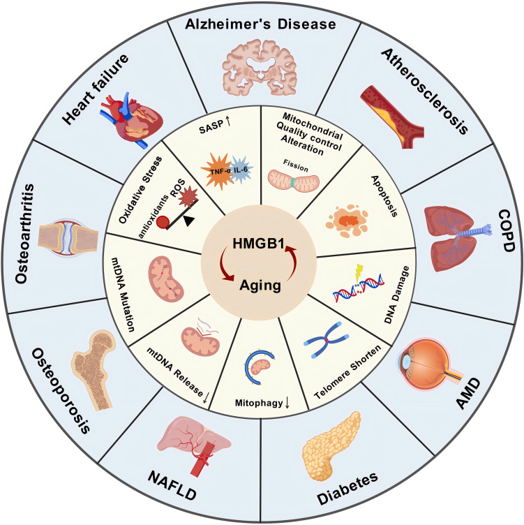 The Ambiguous Role of HMGB1 Across the Hallmarks of Aging: A Narrative Review.