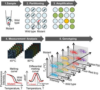 Highly multiplexed digital PCR assay for simultaneous quantification of variant allele frequencies and copy number alterations of KRAS and GNAS in pancreatic cancer precursors.