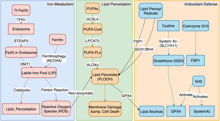 Sex hormone-specific regulation of ferroptosis in vascular cells in atherosclerosis: molecular mechanisms and targeted strategies.
