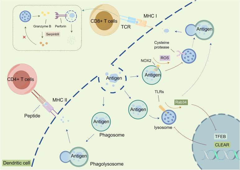 From "lysosomal addiction" to targeted therapies: exploiting novel windows in colorectal cancer.