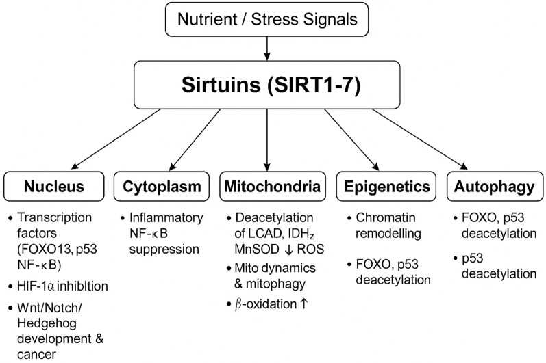 The crosstalk between MicroRNAs and sirtuins: a bit unexpected therapeutic target for cardiovascular diseases.